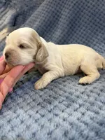 AKC Paisley #9406 Red Roan , a female Cocker Spaniel for sale in Exeter, MO – 10 of 10