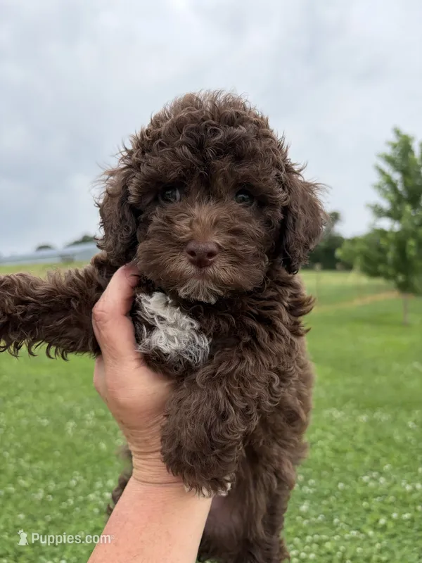 Chocolate Girl white chest  – Poodle - Miniature  puppy for sale in Exeter, MO