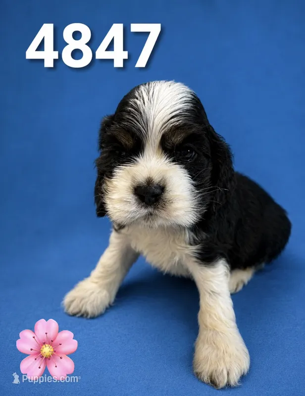 AKC TRI # 4847 – Cocker Spaniel puppy for sale in Exeter, MO