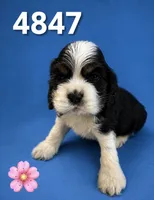 AKC TRI # 4847, a female Cocker Spaniel for sale in Exeter, MO – 1 of 4