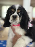 AKC TRI Girl # 4847, a female Cocker Spaniel for sale in Exeter, MO – 7 of 10
