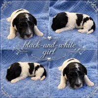 Silvys girl #2, a female Poodle - Miniature  for sale in Exeter, MO – 2 of 2