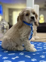 AKC Prince # 9402 Buff, a male Cocker Spaniel for sale in Exeter, MO – 4 of 10