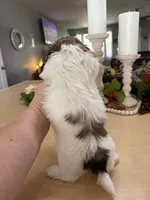 Chuck, a male Shih Tzu for sale in Exeter, MO – 3 of 10