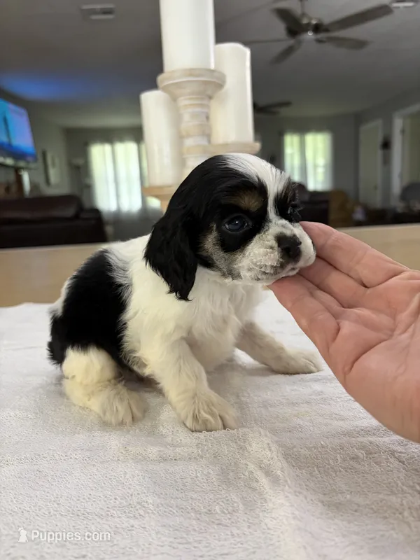 AKC Angles # 4787 – Cocker Spaniel puppy for sale in Exeter, MO