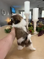 Charlie , a male Shih Tzu for sale in Exeter, MO – 2 of 9