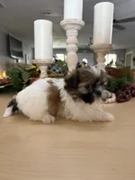 Cuddles, a male Shih Tzu for sale in Exeter, MO – 2 of 7