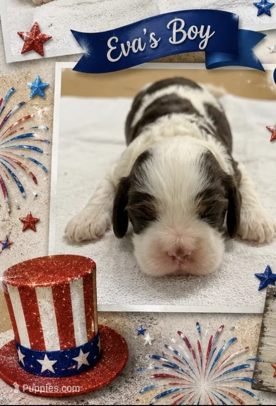 AKC Eva’s Boy – Cocker Spaniel puppy for sale in Exeter, MO