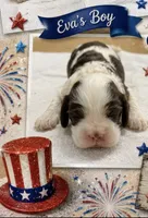 AKC Eva’s Boy, a male Cocker Spaniel for sale in Exeter, MO – 1 of 9