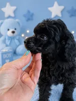 Silvys boy , a male Poodle - Miniature  for sale in Exeter, MO – 3 of 10