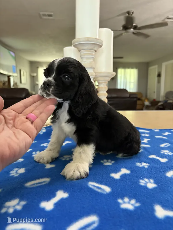 AKC parti # 4844 – Cocker Spaniel puppy for sale in Exeter, MO