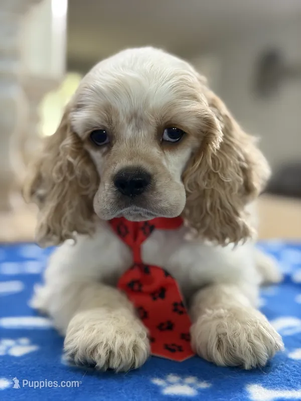 AKC Peter # 9404 Red Roan – Cocker Spaniel puppy for sale in Exeter, MO