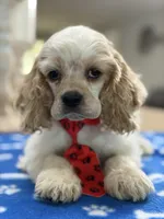 AKC Peter # 9404 Red Roan, a male Cocker Spaniel for sale in Exeter, MO – 1 of 10