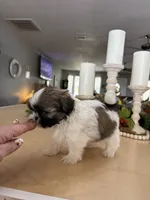 Champ, a male Shih Tzu for sale in Exeter, MO – 4 of 9