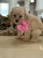 Kandys girl # 4671, a female Poodle - Miniature  for sale in Exeter, MO – 3 of 10