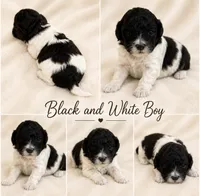 Black and white boy #2, a male Poodle - Miniature  for sale in Exeter, MO – 2 of 2
