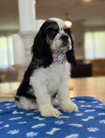 AKC TRI # 4845, a female Cocker Spaniel for sale in Exeter, MO – 1 of 7