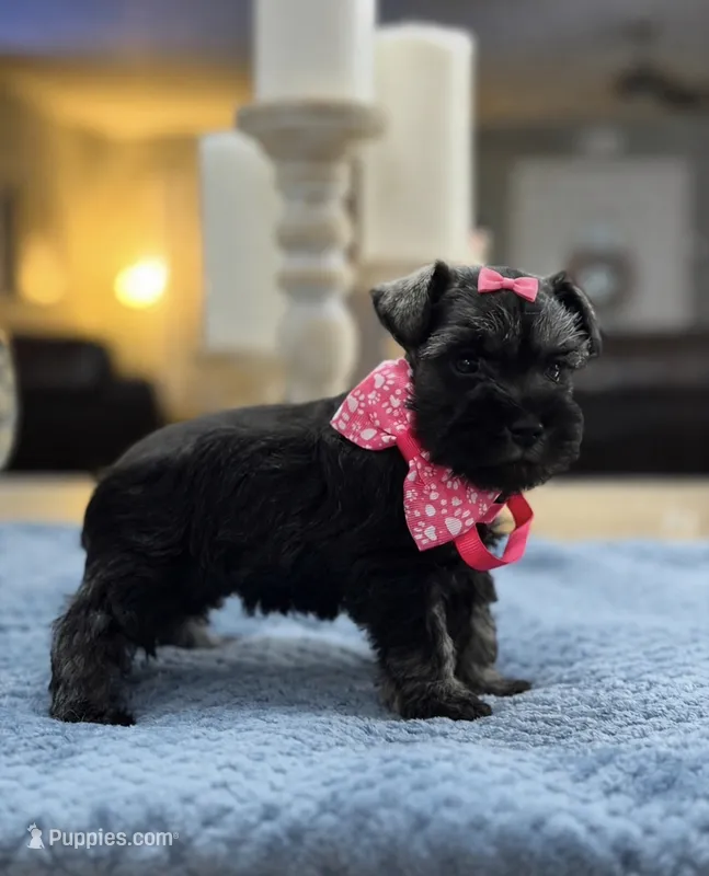Mercy’s girl #2 AKC – Miniature Schnauzer puppy for sale in Exeter, MO