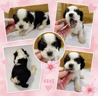 AKC TRI # 4845, a female Cocker Spaniel for sale in Exeter, MO – 2 of 4