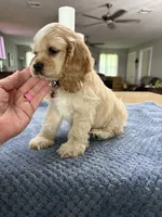 AKC Paul # 9400 Neutered❗️ , a male Cocker Spaniel for sale in Exeter, MO – 9 of 10