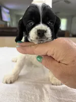 AKC Angles # 4782, a female Cocker Spaniel for sale in Exeter, MO – 4 of 8