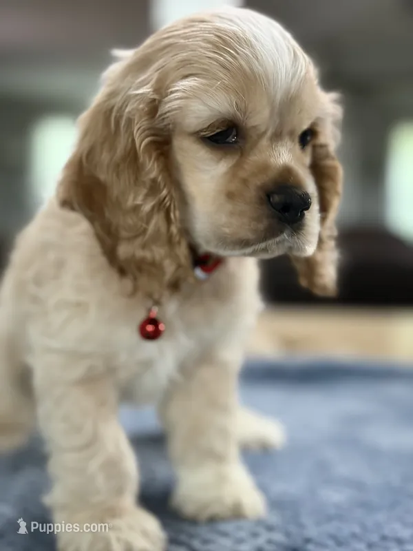 AKC Paul # 9400 Neutered❗️  – Cocker Spaniel puppy on hold in Exeter, MO