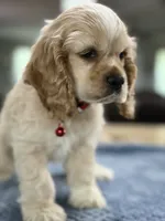 AKC Paul # 9400 Neutered❗️ , a male Cocker Spaniel for sale in Exeter, MO – 1 of 10