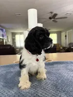 AKC. #4840 Boy, a male Cocker Spaniel for sale in Exeter, MO – 7 of 10