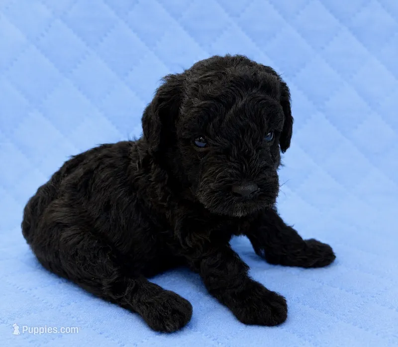 Silvys silver boy  – Poodle - Miniature  puppy for sale in Exeter, MO