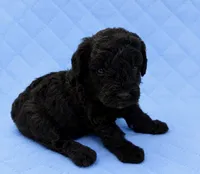 Silvys boy , a male Poodle - Miniature  for sale in Exeter, MO – 9 of 10