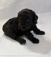 Silvys boy , a male Poodle - Miniature  for sale in Exeter, MO – 8 of 10