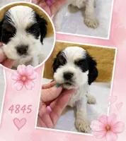 AKC TRI # 4845, a female Cocker Spaniel for sale in Exeter, MO – 3 of 4