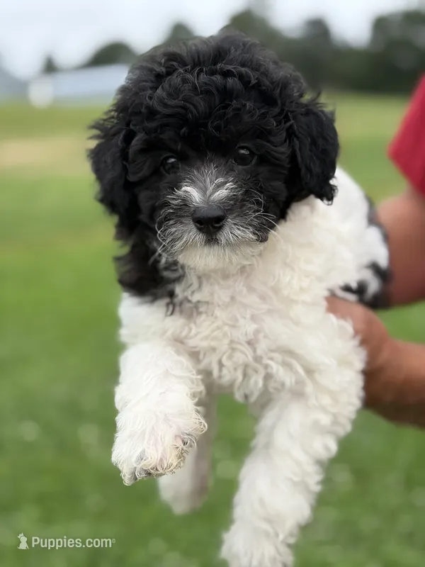 Black and white boy #2 – Poodle - Miniature  puppy for sale in Exeter, MO