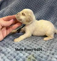 AKC Peter # 9404 Red Roan, a male Cocker Spaniel for sale in Exeter, MO – 4 of 10