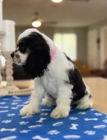 AKC TRI # 4845, a female Cocker Spaniel for sale in Exeter, MO – 6 of 7