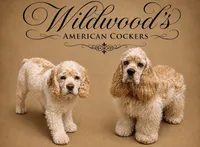 Toby, a male Cocker Spaniel for sale in Exeter, MO – 10 of 10