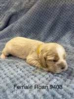AKC Paige Red Roan #9403, a female Cocker Spaniel for sale in Exeter, MO – 2 of 10