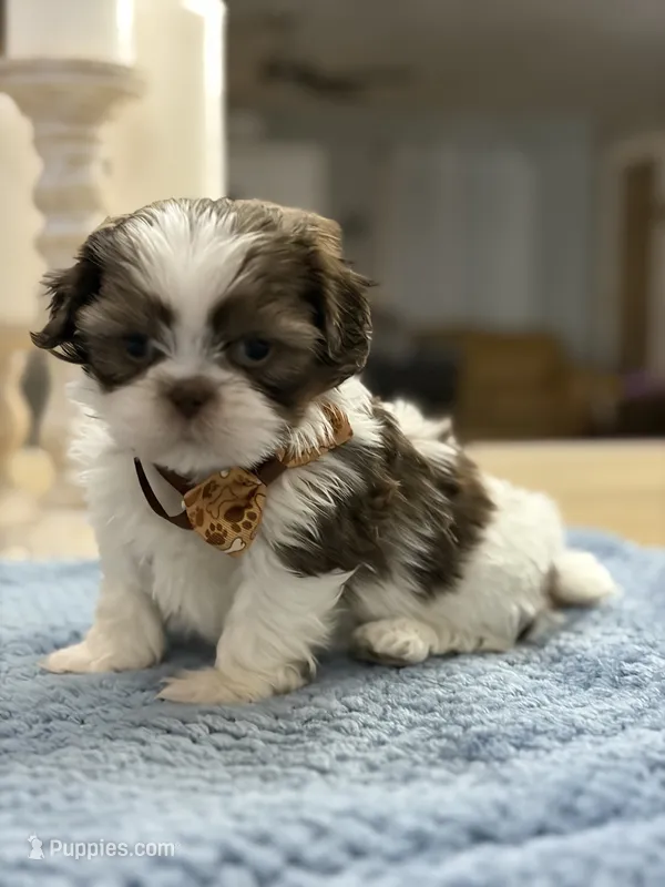 Lola’s boy #2.  4675 ⭐️⭐️⭐️ – Shih Tzu puppy for sale in Exeter, MO