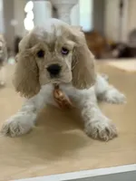 Toby, a male Cocker Spaniel for sale in Exeter, MO – 3 of 10