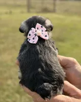 Mercy’s girl #1. AKC, a female Miniature Schnauzer for sale in Exeter, MO – 4 of 10