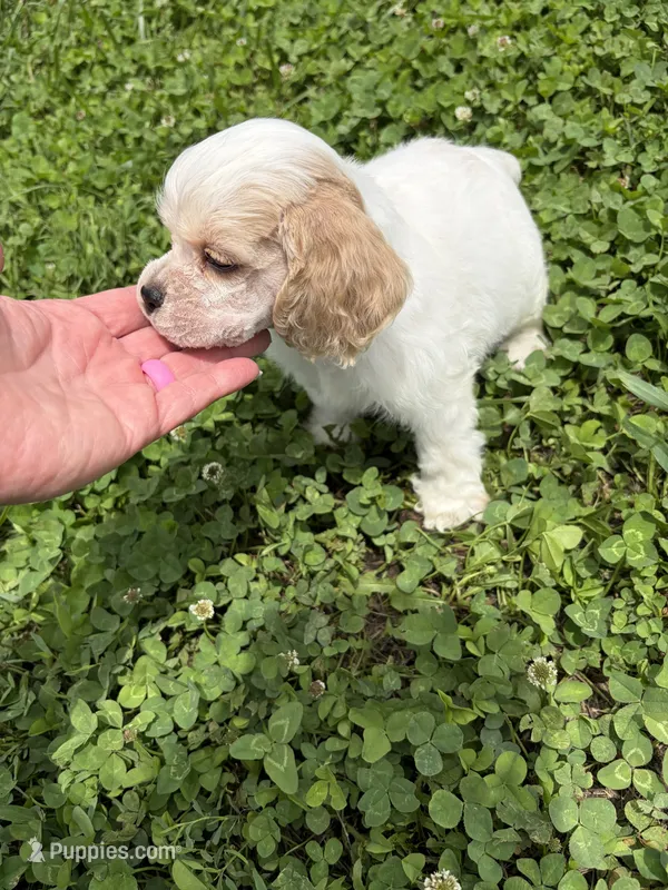 AKC Peter # 9404 Red Roan – Cocker Spaniel puppy for sale in Exeter, MO