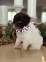Kandys chocolate and white male, a male Poodle - Miniature  for sale in Exeter, MO – 3 of 10