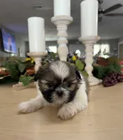 Charlie , a male Shih Tzu for sale in Exeter, MO – 8 of 9