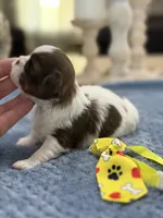 Lola’s boy #2.  4675 ⭐️⭐️⭐️, a male Shih Tzu for sale in Exeter, MO – 2 of 9