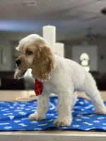 ‼️Toby. ‼️‼️Discount , a male Cocker Spaniel for sale in Exeter, MO – 4 of 10