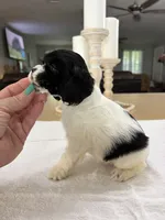 AKC Angles # 4782, a female Cocker Spaniel for sale in Exeter, MO – 3 of 8