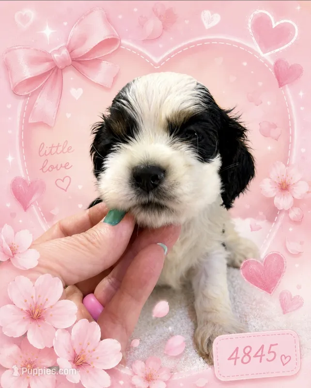 AKC TRI # 4845 – Cocker Spaniel puppy for sale in Exeter, MO