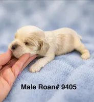 AKC Parker # 9405 Red Roan, a male Cocker Spaniel for sale in Exeter, MO – 1 of 10