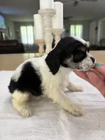 AKC Angles # 4787, a male Cocker Spaniel for sale in Exeter, MO – 8 of 8