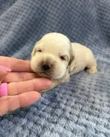AKC Paisley #9406 Red Roan , a female Cocker Spaniel for sale in Exeter, MO – 4 of 10